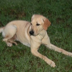 Meet your Posher, Devin